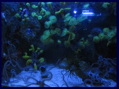 L'Oceanogràfic Oceanarium 051
